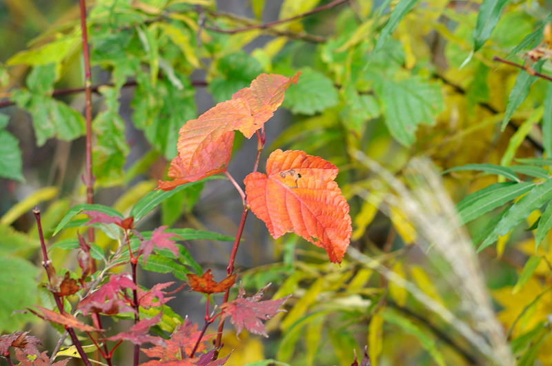 image0102