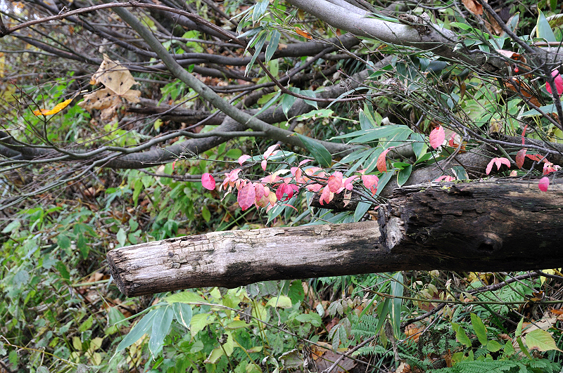 image0187