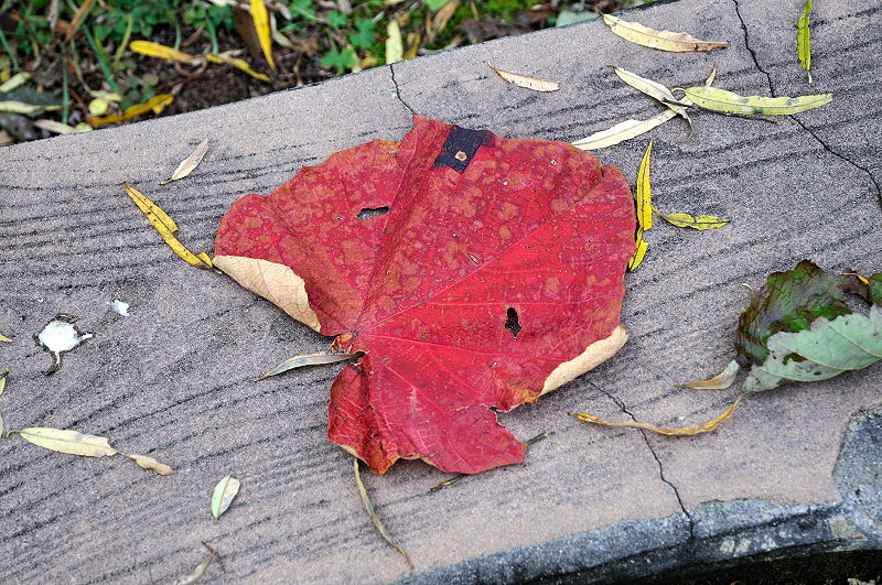 image0188