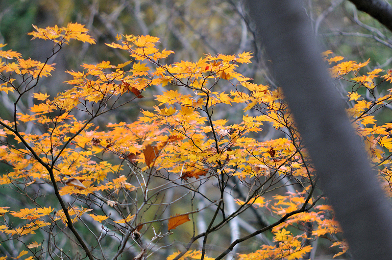 image0205