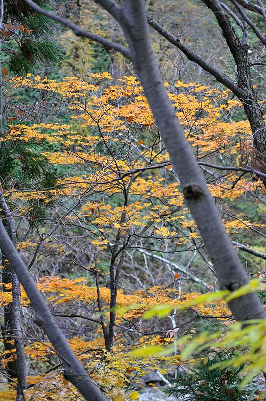 image0207