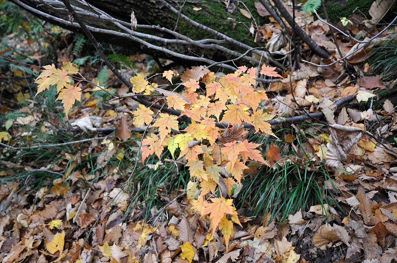 image0208