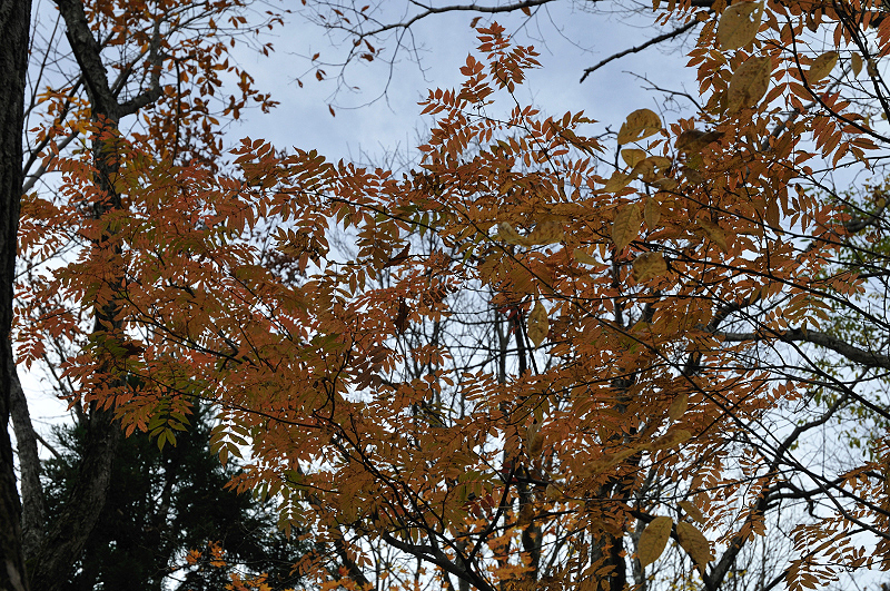 image0209