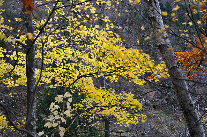 image0212