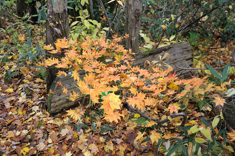 image0215