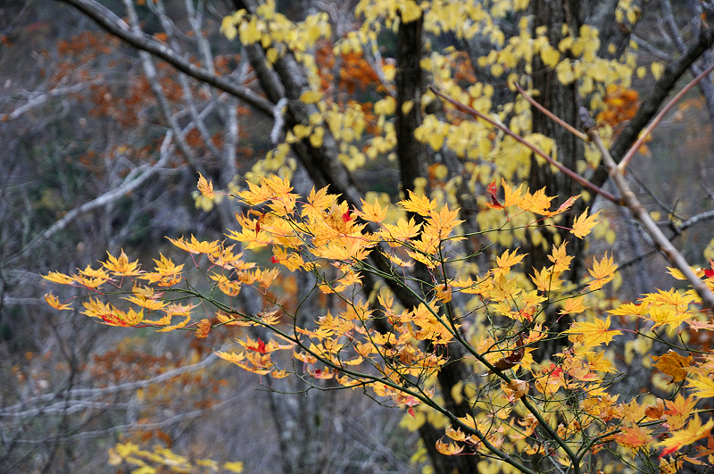 image0218