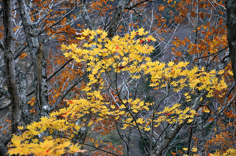 image0219