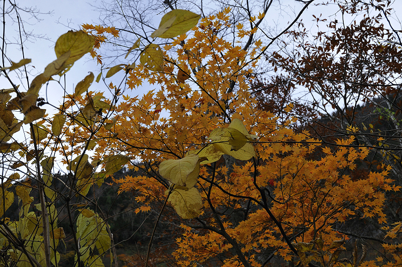image0225