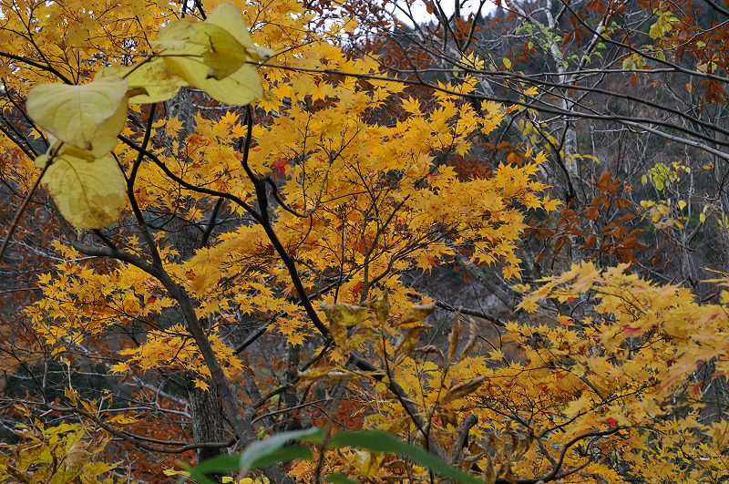 image0226