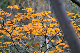 image0205