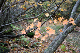 image0221
