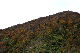 image0242
