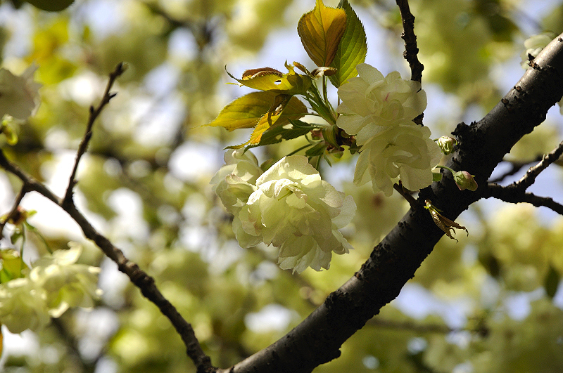 image0133