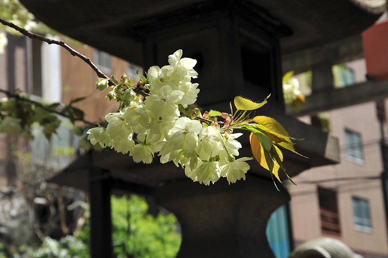 image0091