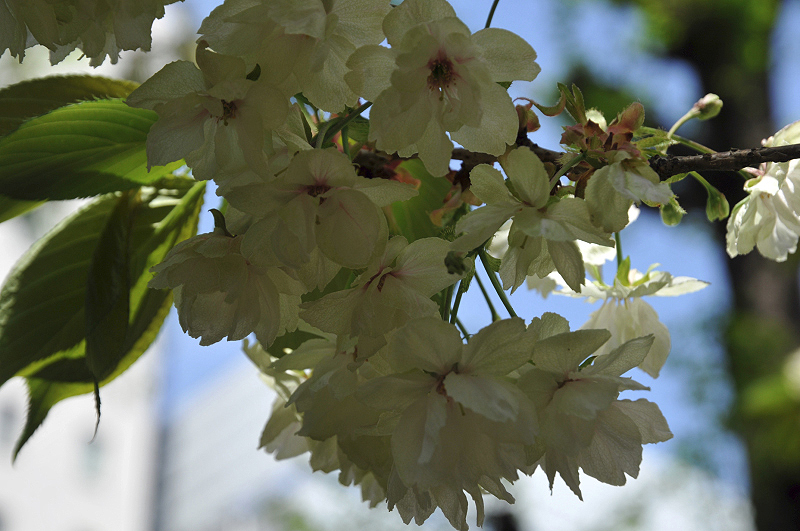 image0098