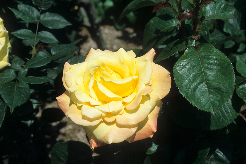 image0041