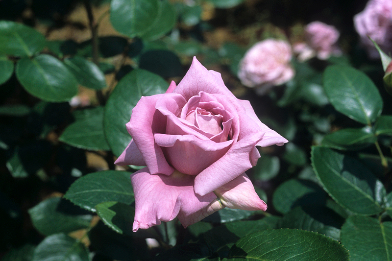 image0059