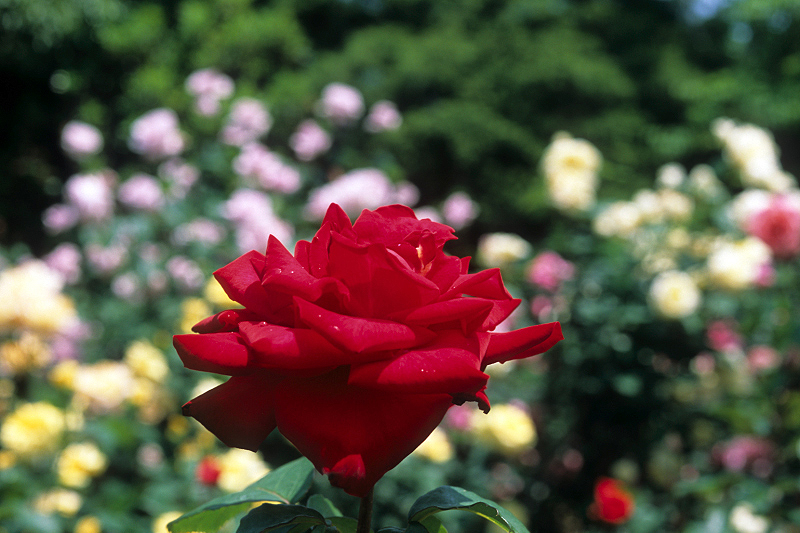image0071
