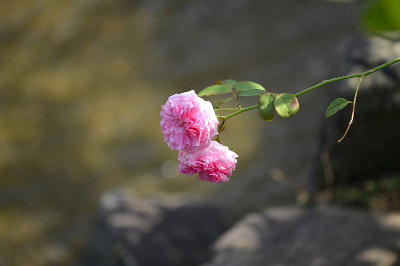 image0073