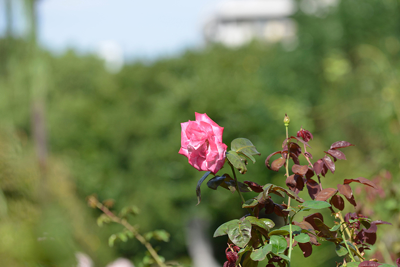 image0081