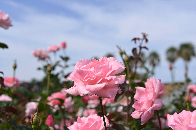 image0099