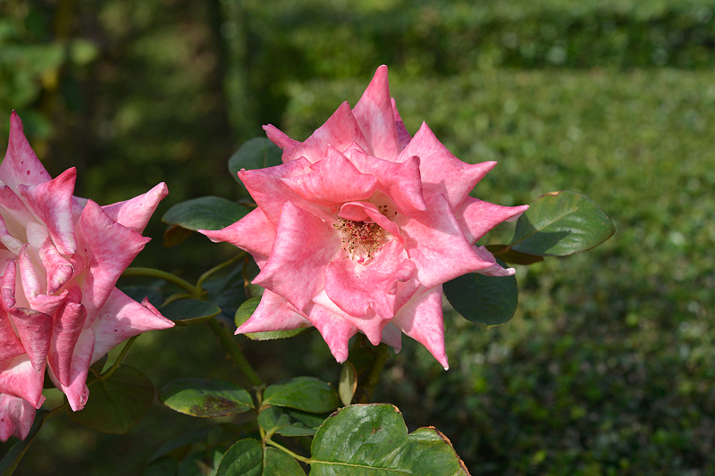 image0104