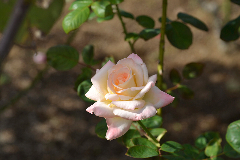 image0106