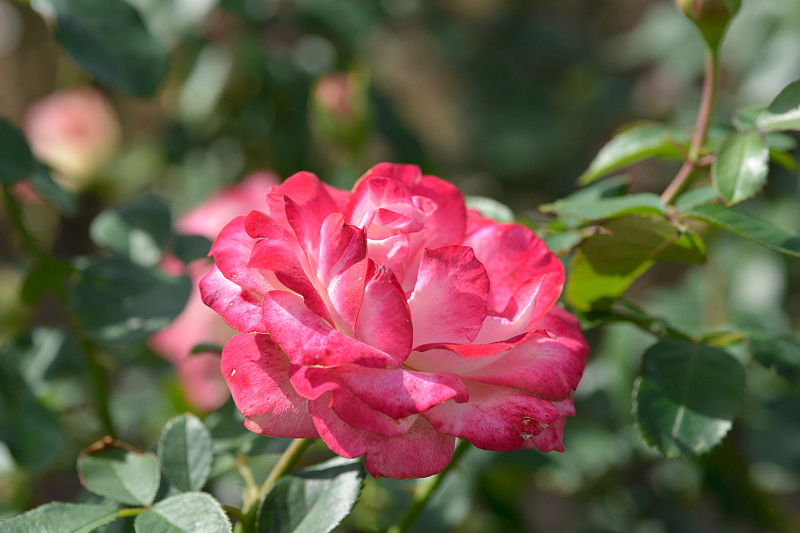 image0126