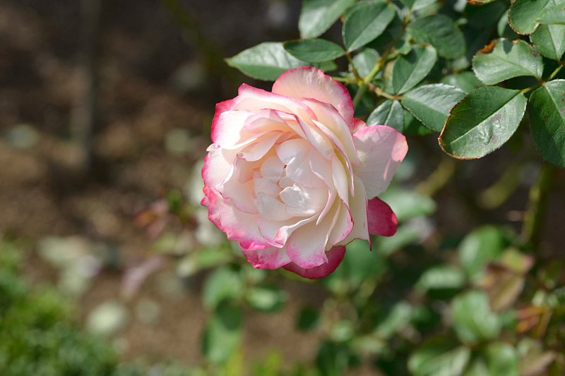 image0128