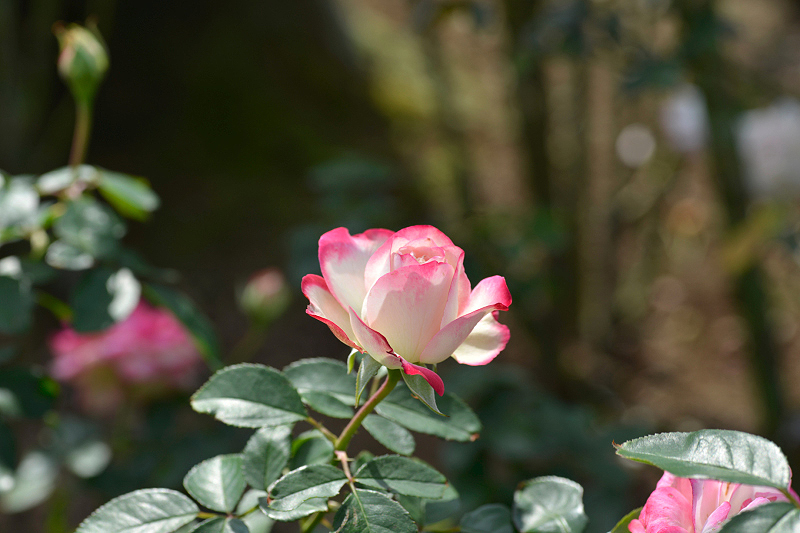 image0131