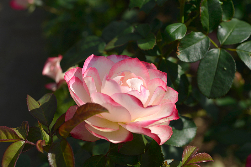 image0138