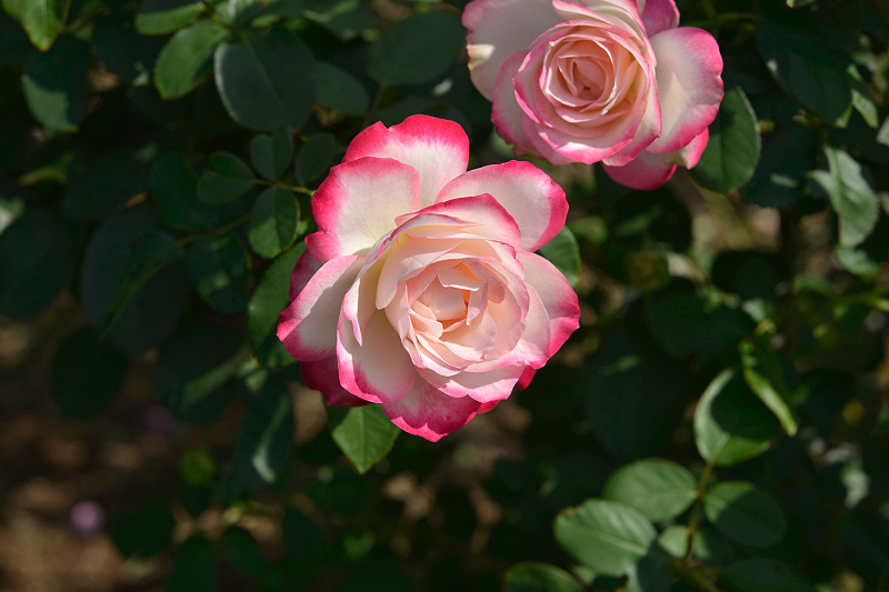 image0141