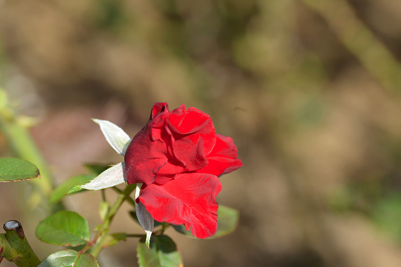 image0188