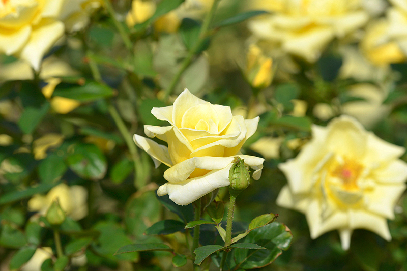 image0196