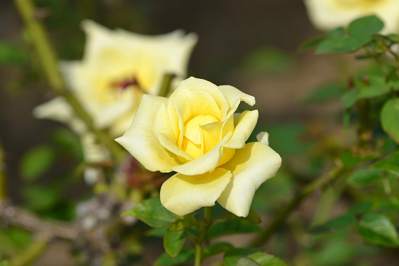 image0198