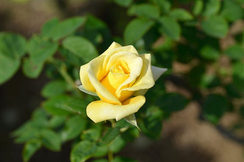 image0199