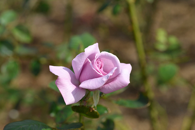 image0204