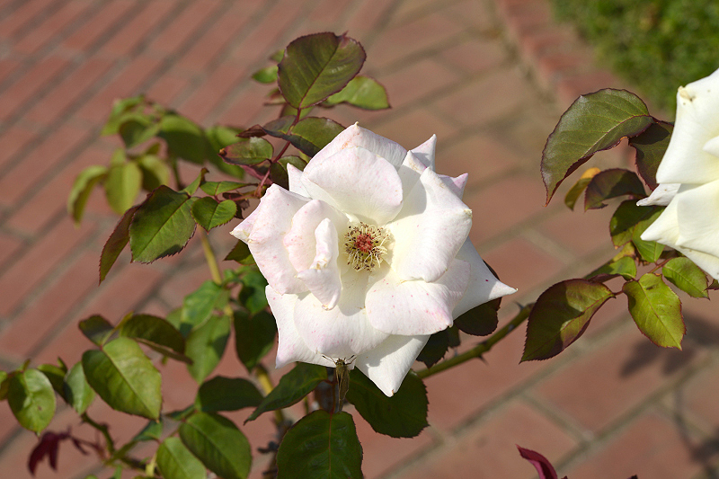 image0205