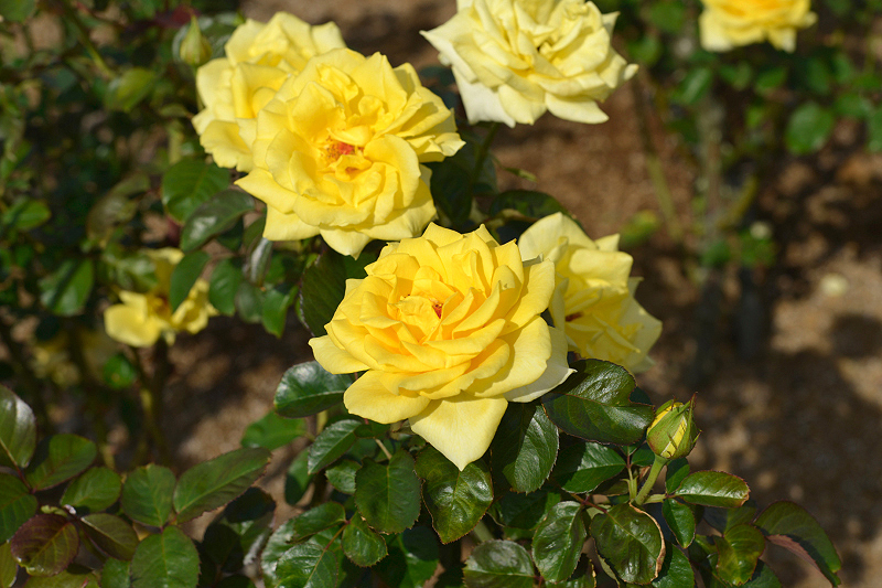 image0208