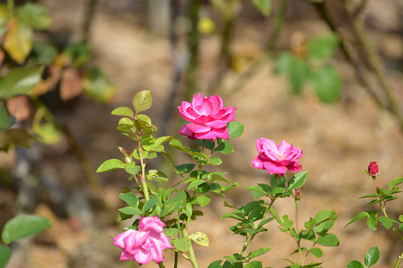 image0212