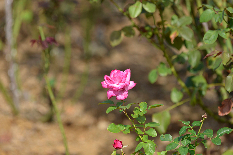 image0214