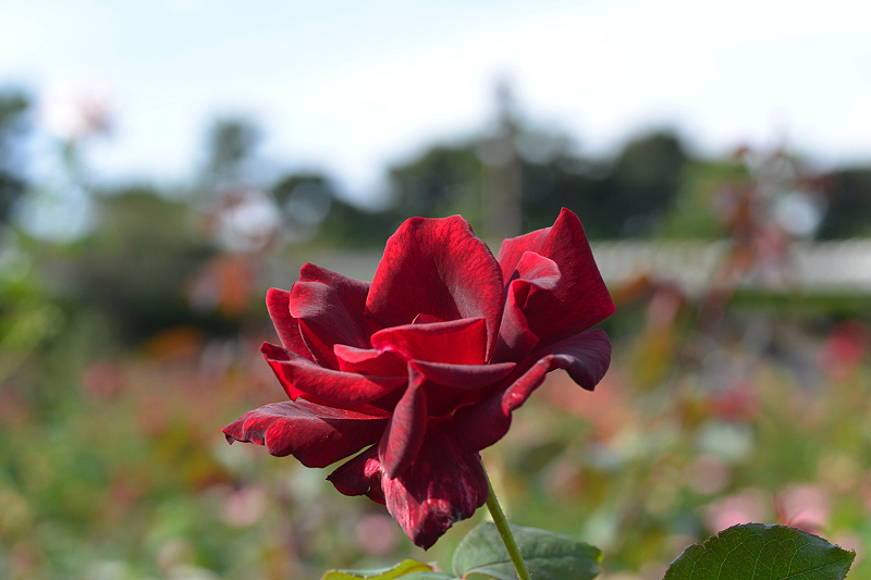 image0224