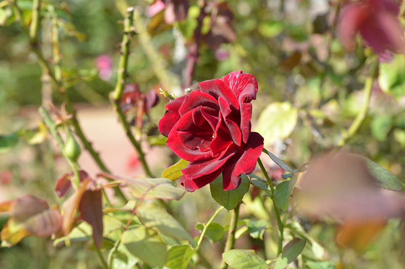 image0225