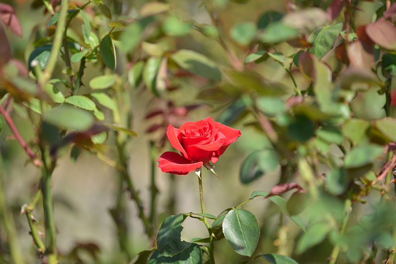 image0226