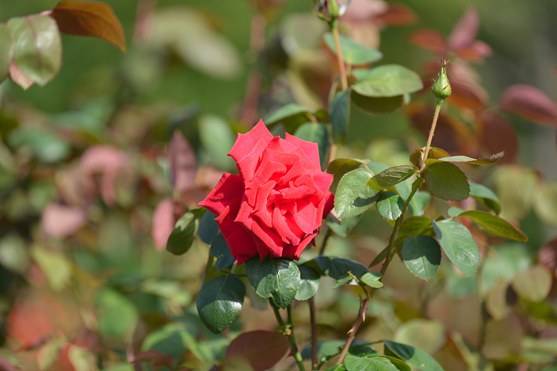 image0227