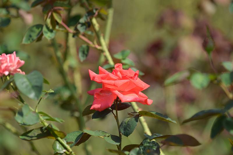 image0228