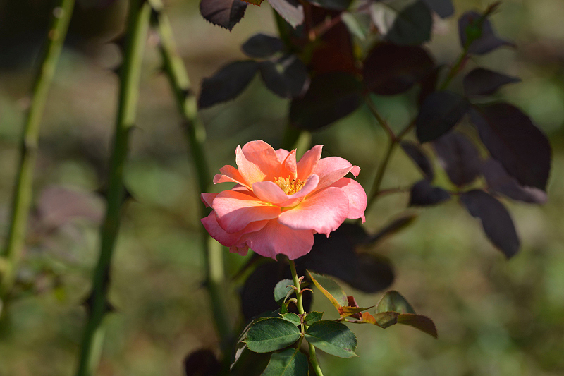 image0229