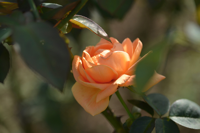 image0230
