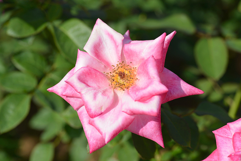 image0239