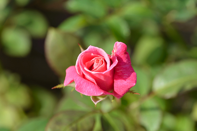 image0241